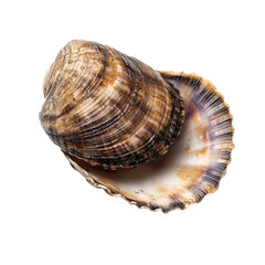 Obraz premium Surf clam displayed on a Transparent background showcasing its intricate patterns and unique shell structure, Surf clam in plate isolated on PNG background