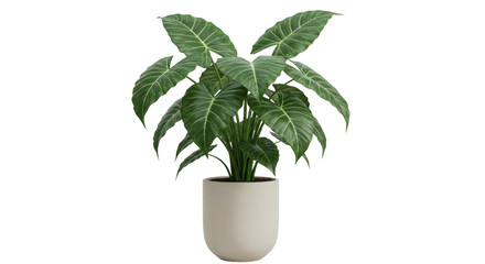 Isolated Potted Philodendron Plant