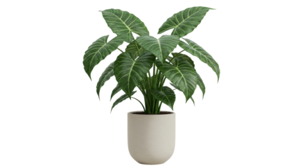 Isolated Potted Philodendron Plant
