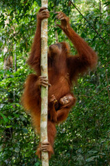 Naklejka premium Mother orangutan climbing up a tree