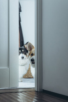 Front door of a house with a cute corgi dog inside. Pets in the house, welcome 