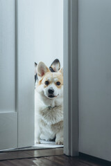 Fototapeta na wymiar Front door of a house with a cute corgi dog inside. Pets in the house, welcome 