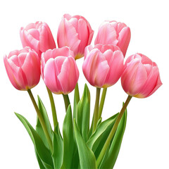 Fototapeta premium Beautiful pink tulips with lush green leaves arranged in a vibrant display for decoration, Pink tulips with green leaves Isolated