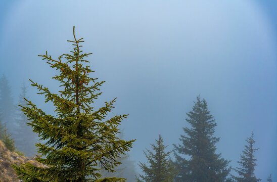 Pine trees in misty forest landscape.