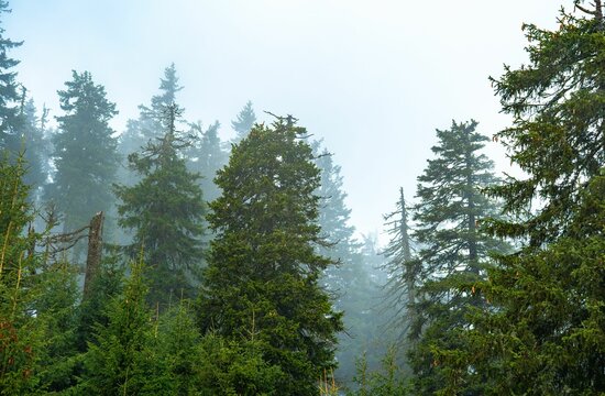 Misty Forest Landscape with Evergreen Trees