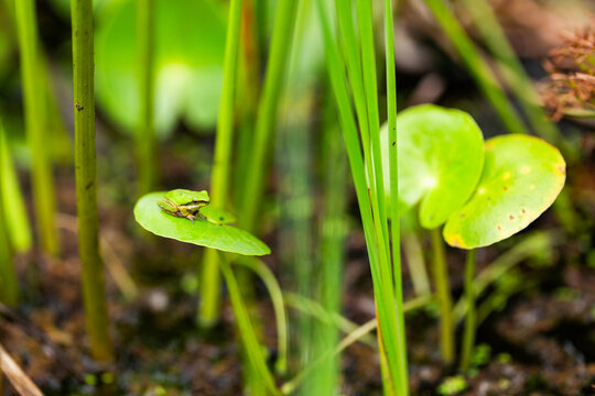 Tiny green native frog sitting on Water Fringe Lily pad leaf in pond