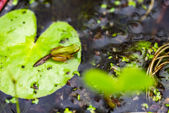Tiny native frog with tadpole tail still attached sitting on Yellow Water Fringe Lily in pond