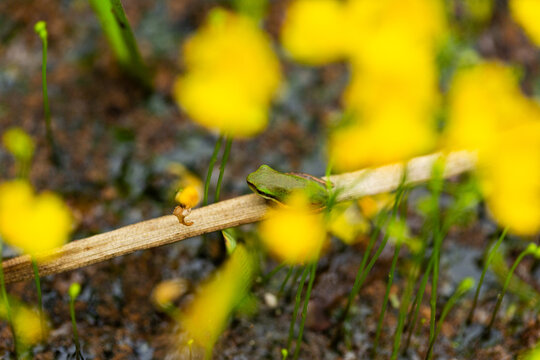 Tiny native Australian frog sitting  near yellow bladderwort flowers in pond