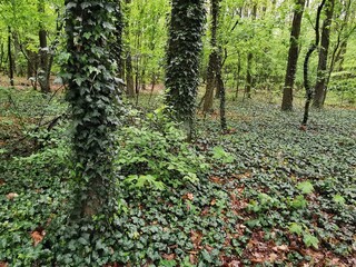 small path in the deep forest
