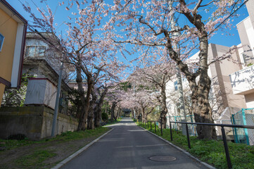 道路沿いに咲く満開の桜