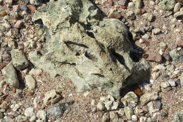 dead coral on the egyptian beach