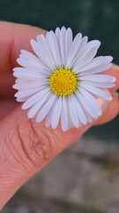 A delicate daisy is gently held between fingers, showcasing its white petals and vibrant yellow center. Captured outdoors during daytime, this close-up highlights nature's simplicity and beauty.
