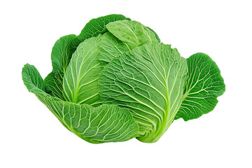 Obraz premium Whole fresh green cabbage with crisp leafy layers
