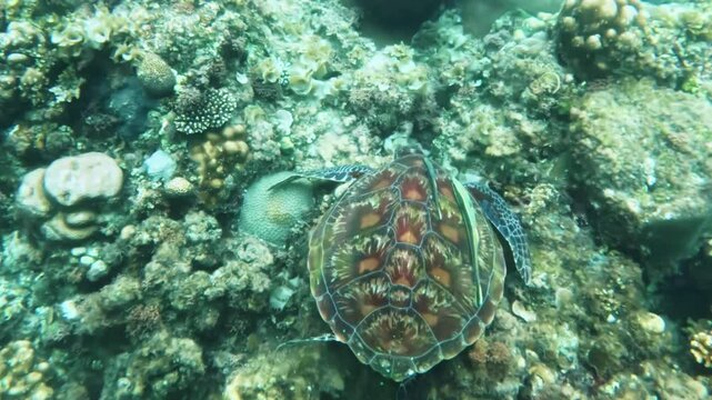 Underwater view of beautifully patterned sea turtle gliding across vibrant coral reef in clear ocean water. Sea Turtle Swimming Over Coral Reef sea turtle Swimming Over Coral 