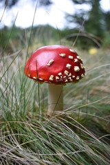 Red fly agaric (Amanita muscaria) growing in the grass close-up