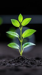 Naklejka premium A young sprout emerges from soil, reaching towards the light, symbolizing growth and new beginnings