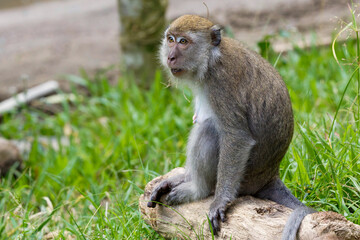 Long-tailed macaque 