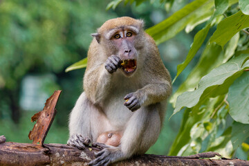 Long-tailed macaque 