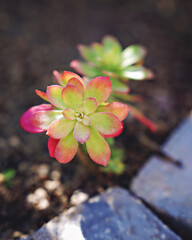 Wild beautiful flowers in a sunny spring day