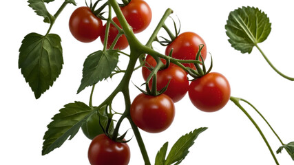A bunch of ripe juicy red tomatoes on the vine isolated
