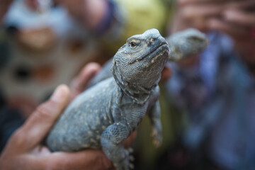 A blue-colored Gutteria lizard, close-up view, showcasing its vibrant scales and unique texture