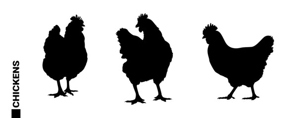 Set of Chicken Silhouettes – Hens in Various Poses. A collection of realistic black silhouettes featuring hens and chicks