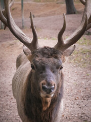 Proud male deer with impressive antlers stands in a wildlife park, enjoying autumn. Surrounded by nature, the majestic creature exudes strength and power. Vertical photo