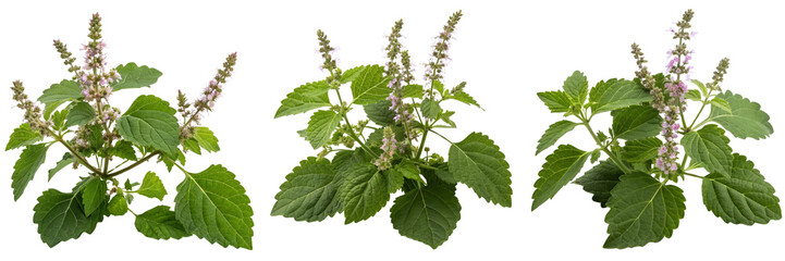  Set of Patchouli plant with flowers and rich green leaves against Isolated on a transparent background