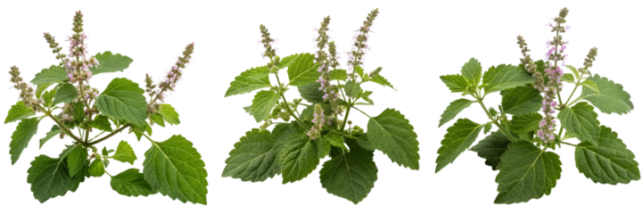  Set of Patchouli plant with flowers and rich green leaves against Isolated on a transparent background