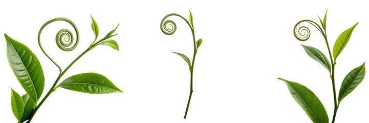 Set of The spiral formation of a tea leaf stands out among lush green leaves Isolated on a transparent background