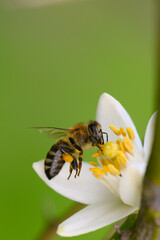 Honey bee gathers nectar from a delicate white flower under soft sunlight in a tranquil garden setting
