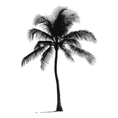 Palm tree standing tall against a Transparent background highlighting its elegance and simplicity in design, Palm tree isolated PNG background