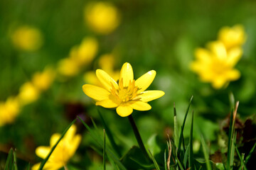 Obraz premium pilewort flower in spring in a German garden