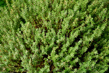 thyme in a closeup in early spring