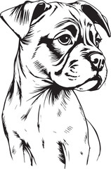 Boxer puppy. Hand drawn vector illustration
