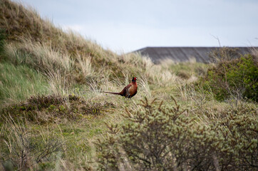Pheasant on the hill
