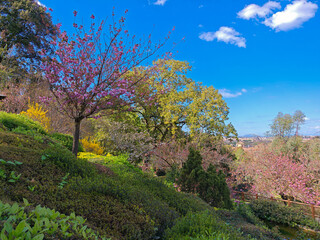 View of the Botanical Garden in Trastevere with Japanese garden here in the bloom called Hanami