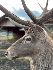 Majestic Profile of a Deer with Beautiful Antlers in Its Natural Habitat Setting