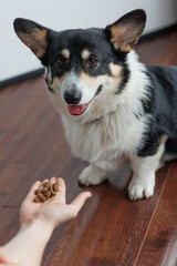 Hands of woman serving dog food in kitchen. Lifestyle, dog feeding, animals, friendship and home life, care.