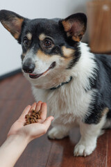 Hands of woman serving dog food in kitchen. Lifestyle, dog feeding, animals, friendship and home life, care.