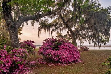 Coastal sunset with azaleas and spanish moss