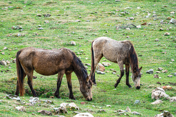 The scenic views of wild horses, mustangs at the Eynif Plateau, Antalya, Turkey