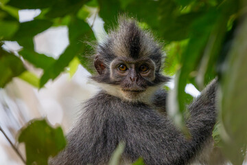 Thomas's leaf monkey 