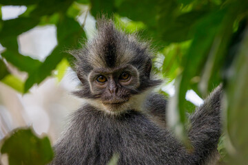 Thomas's leaf monkey 