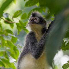 Thomas's leaf monkey 