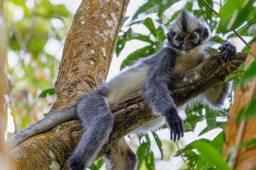 Thomas's leaf monkey 