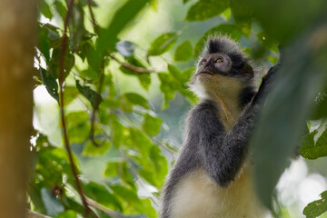Thomas's leaf monkey 
