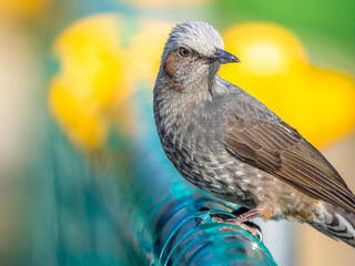 柵にとまるヒヨドリ