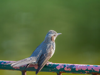柵にとまるヒヨドリ