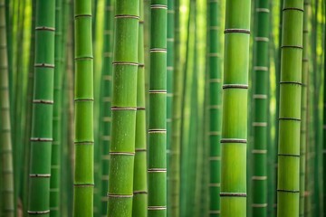 Obraz premium Serene bamboo forest, a tranquil escape into nature's vibrant green depths, showcasing the lush texture and calm atmosphere.